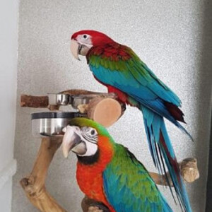 Super tame hand reared green winged macaw...viber :+639463422605) | PostAds PH