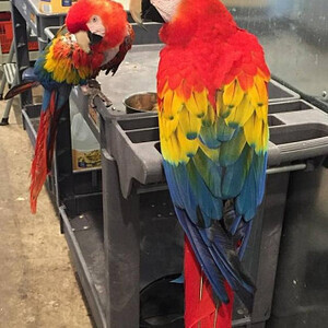 Hand-fed and vaccinated Scarlet macaw parrots | PostAds PH