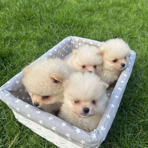 White Pomeranian Puppies for Sale...viber :+639463422605) | PostAds PH