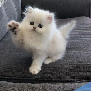 Persian Kitens,.. | PostAds PH