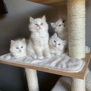 Ragdoll Kittens,.... | PostAds PH