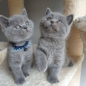 British Shorthair | PostAds PH