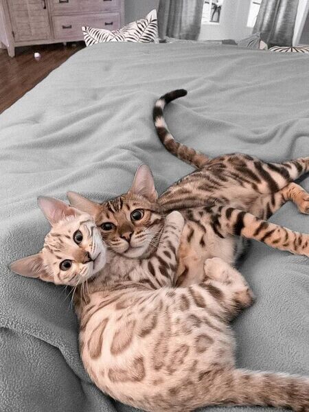  silver full Bengal kittens for sale, ,.