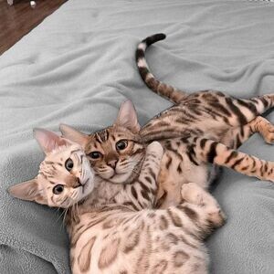 silver full Bengal kittens for sale, ,. | PostAds PH