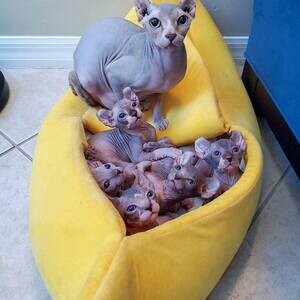 Sphynx Kittens.. | PostAds PH