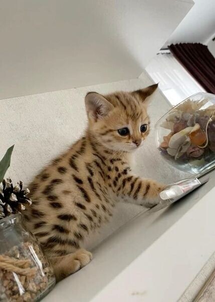 Savannah kittens serval and caracal 4 weeks old.,.