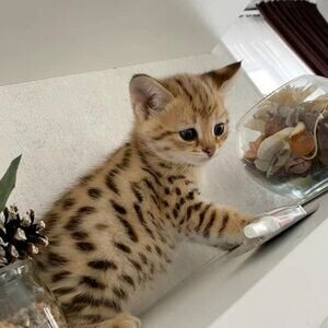 Savannah kittens serval and caracal 4 weeks old.,. | PostAds PH