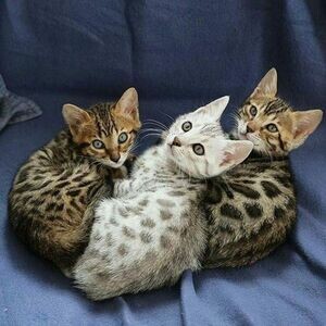 Bengal Kittens With Pedigree | PostAds PH