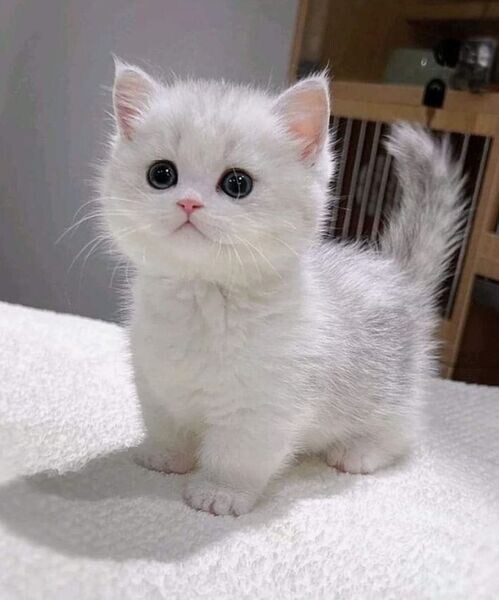 Munchkin kittens 