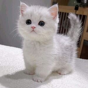 Munchkin kittens | PostAds PH