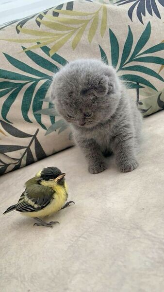 Scottish Fold Kittens