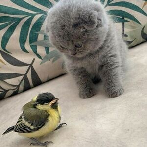 Scottish Fold Kittens | PostAds PH