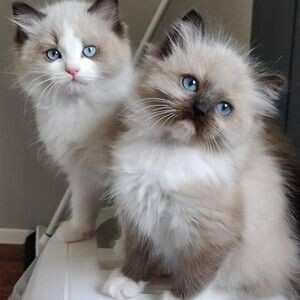 Our beautiful Birman kittens | PostAds PH