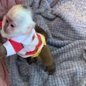 Google Approved Diaper Trained Capuchin & Marmoset Monkey. | PostAds PH