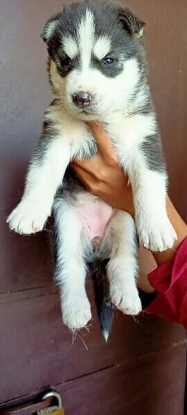 Siberian Husky Puppies