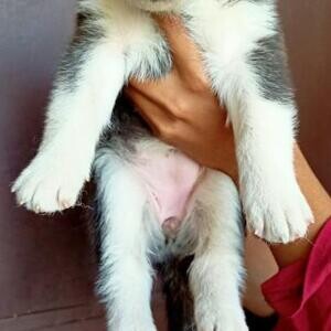 Siberian Husky Puppies | PostAds PH