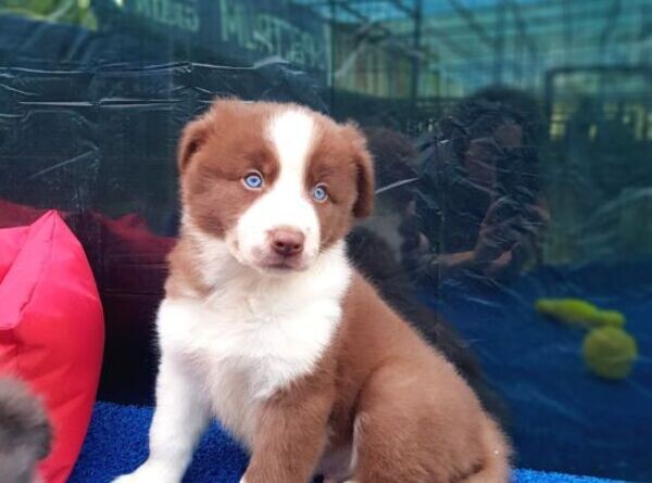 Border Collie 
