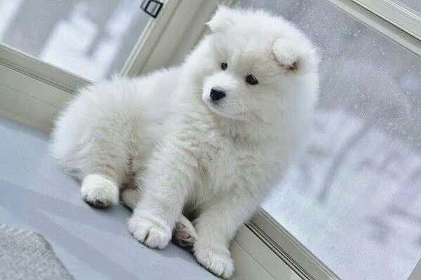 Samoyed puppies