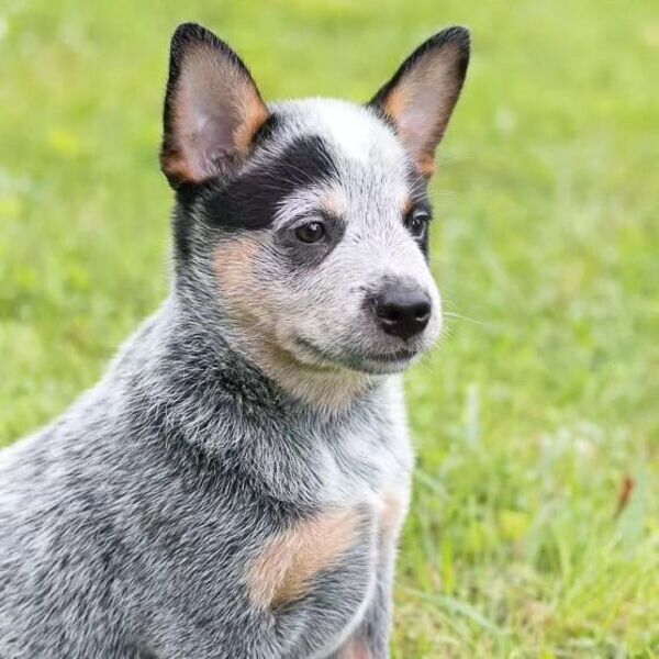  (Blue Heeler Puppies Available now  WhatsApp me : +971 58 208 8241