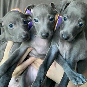 Italian Greyhound WhatsApp me : +971 58 208 8241 | PostAds PH
