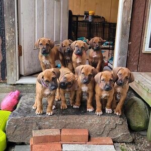 RRhodesian ridgeback /WhatsApp me : +971 58 208 8241 | PostAds PH