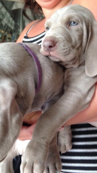   Weimaraner Puppies  X  WhatsApp me : +971 58 208 8241