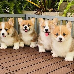 Welsh Corgi Puppies X WhatsApp me : +971 58 208 8241 | PostAds PH