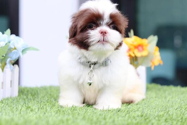  Shih Tzu Puppies  X  WhatsApp me : +971 58 208 8241