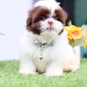 Shih Tzu Puppies X WhatsApp me : +971 58 208 8241 | PostAds PH