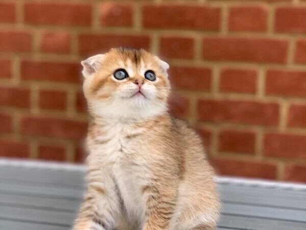   Scottish Fold Kittens  X  WhatsApp me : +971 58 208 8241