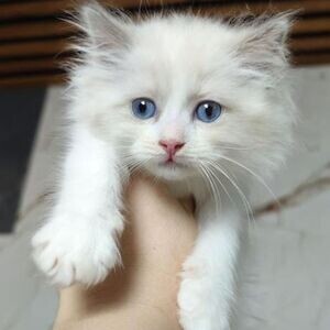 Ragdoll kittens X WhatsApp me : +971 58 208 8241 | PostAds PH