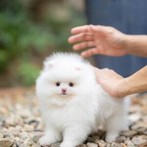 Teacup Pomeranian Puppies X WhatsApp me : +971 58 208 8241 | PostAds PH