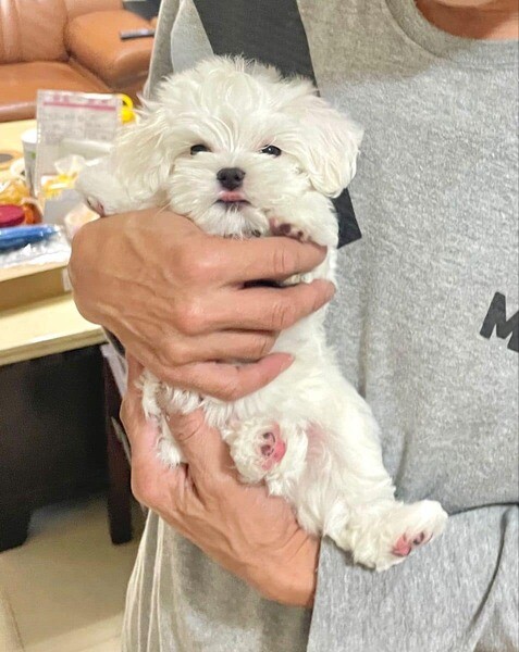  Teacup Maltese Puppies  X  WhatsApp me : +971 58 208 8241