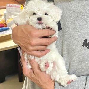 Teacup Maltese Puppies X WhatsApp me : +971 58 208 8241 | PostAds PH