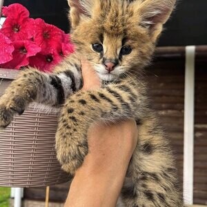 Serval Kitten X WhatsApp me : +971 58 208 8241 | PostAds PH