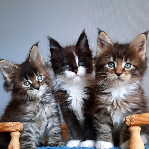  Maine Coon Kittens X  WhatsApp me : +971 58 208 8241