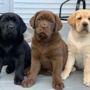 Labrador Puppies X WhatsApp me : +971 58 208 8241 | PostAds PH