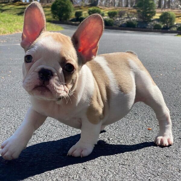    French Bulldog Puppies  X  WhatsApp me : +971 58 208 8241