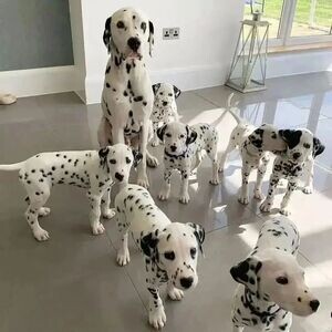 dalmatian puppies X WhatsApp me : +971 58 208 8241 | PostAds PH