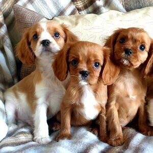 King Charles Spaniel puppies X WhatsApp me : +971 58 208 8241 | PostAds PH
