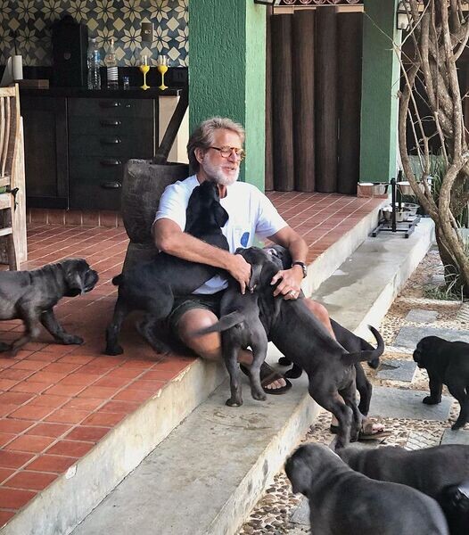  Cane Corso puppies X  WhatsApp me : +971 58 208 8241