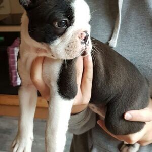 Boston Puppies x WhatsApp me : +971 58 208 8241 | PostAds PH