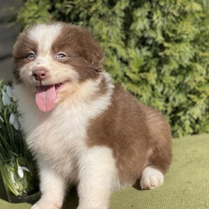 Border Collie pups XX WhatsApp me : +971 58 208 8241 | PostAds PH