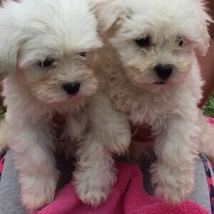 Bichon FrisSe Puppies X WhatsApp me : +971 58 208 8241 | PostAds PH