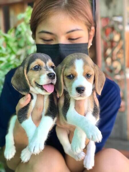   Beagle Puppies T WhatsApp me : +971 58 208 8241