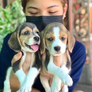 Beagle Puppies T WhatsApp me : +971 58 208 8241 | PostAds PH