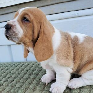 Basset hound puppiess T WhatsApp me : +971 58 208 8241 | PostAds PH
