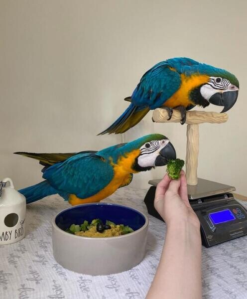 Blue and Gold Macaws T WhatsApp me : +971 58 208 8241