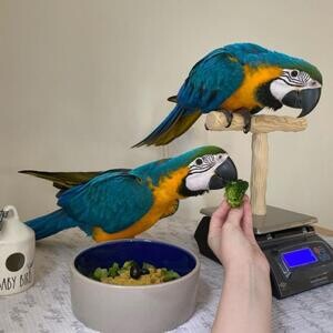 Blue and Gold Macaws T WhatsApp me : +971 58 208 8241 | PostAds PH