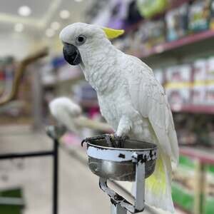Cockatoo Parrots T WhatsApp me : +971 58 208 8241 | PostAds PH